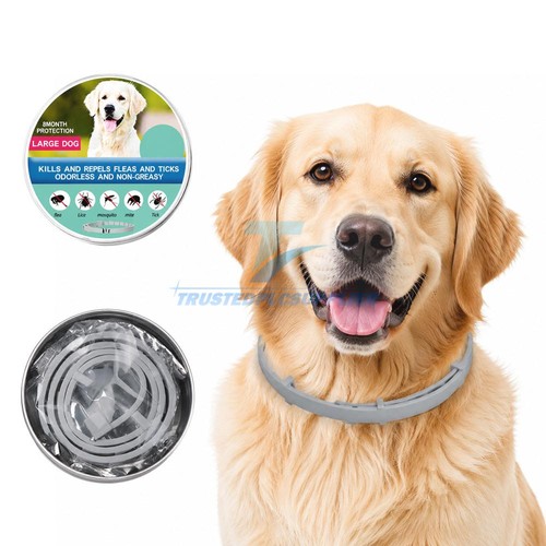 Dog collar flea - dog, and